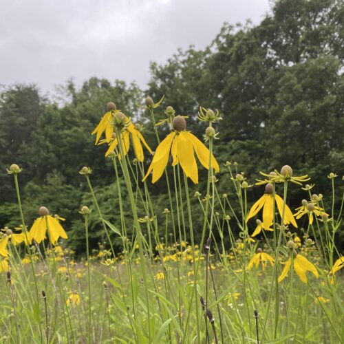 Meadow Ecology
